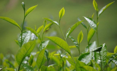  如何檢測(cè)茶葉中的農(nóng)藥殘留？