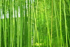 植物株高要如何測量？